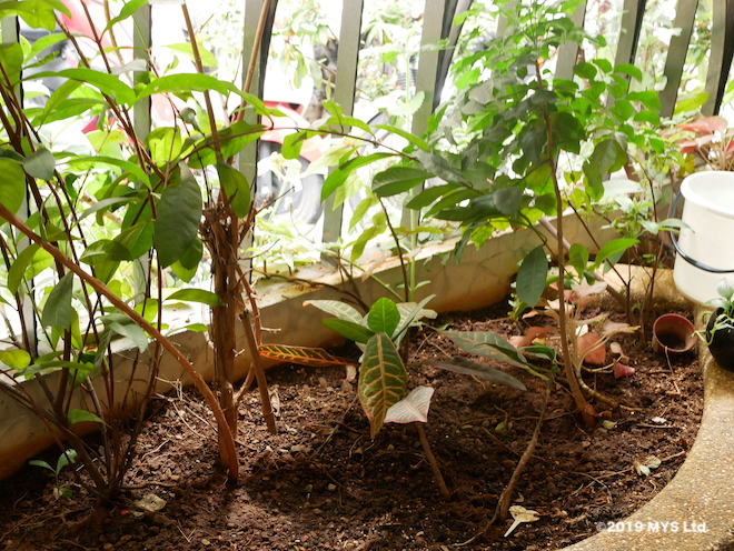 Taipei Utopia Montessori Elementary School の植込み